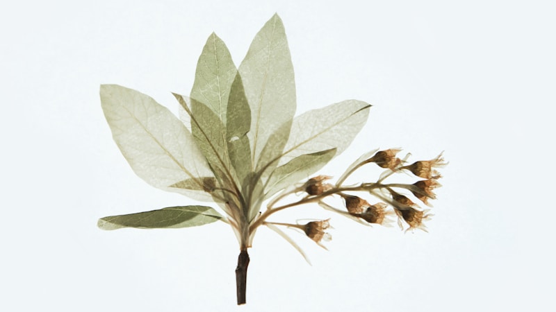 白茶知识全解析：从等级到保存，品牌选购指南